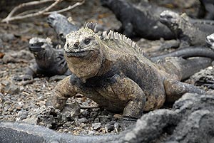 iguana marina